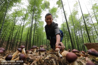 又帶動山區農氣流粉碎機民增收致富