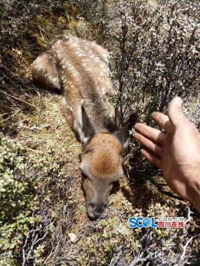 與鹿群不超微粉碎機(jī)期而遇